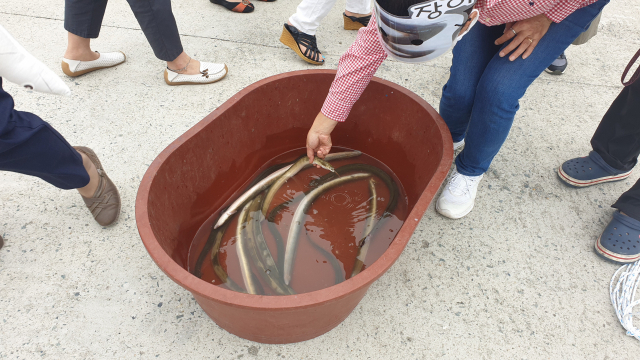 24일 낙동강하구기수생태계복원협의회, 부산대 담수생태학 연구실, 한국어촌사랑협회 등이 낙동강 하굿둑 상부 지점 어류 조사에서 포획한 뱀장어.