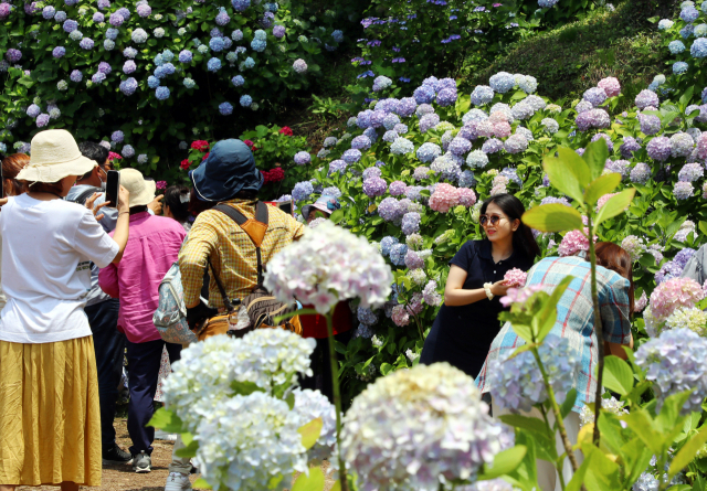 영도구청은 코로나19 확산을 막기 위해 '2021년 수국꽃 문화축제'를 개최하지 않는다고 4일 밝혔다. 사진은 지난해 부산 영도구 태종대유원지 내 태종사를 찾은 관광객들 모습. 부산일보 DB