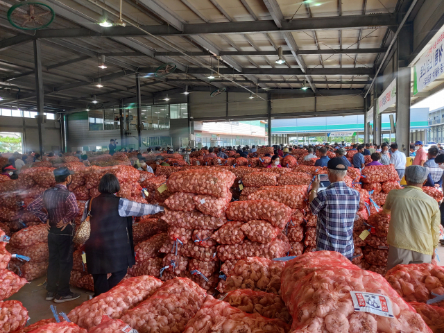 마늘 산지경매 장면. 경남도 제공