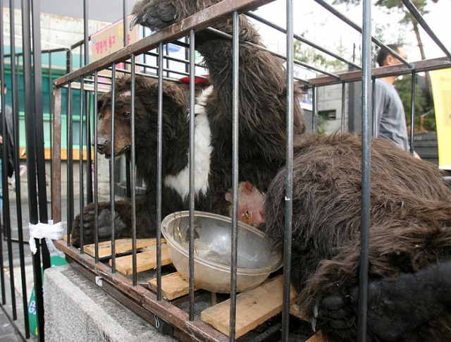 지난 2006년 녹색연합의 곰 사육 폐지 캠페인. 부산일보 DB