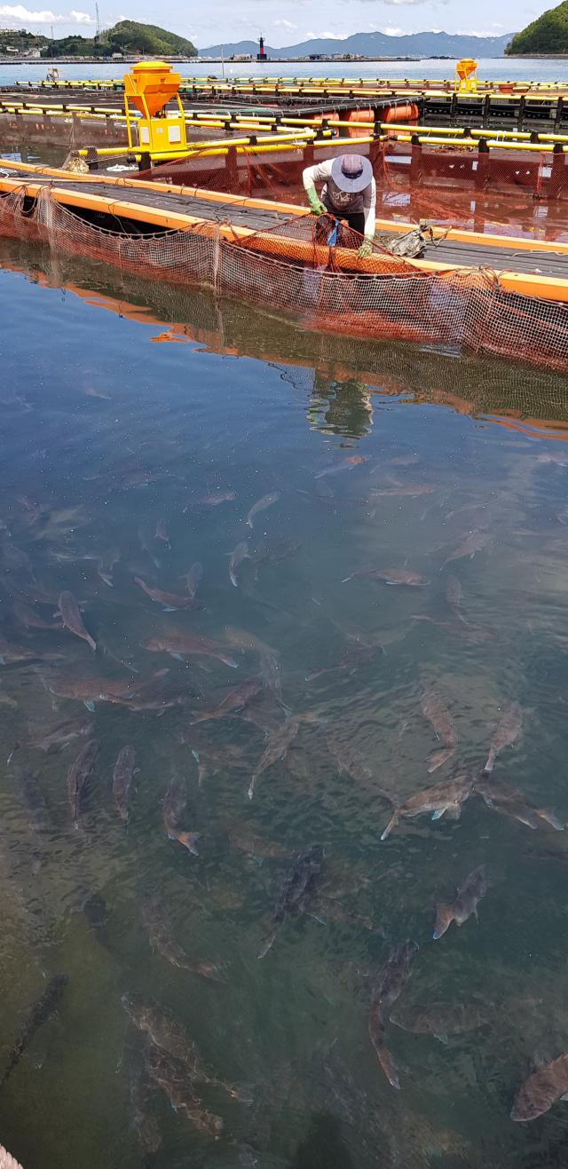 1일 오전 경남권 최대 양식어류 산지인 통영시 산양읍 앞바다에 자리잡은 황인규 씨 가두리양식장. 총 1ha 규모로 단가 폭락으로 출하 시기를 놓친 3~4년산 참돔 5만여 마리가 적체돼 있다. 김민진 기자