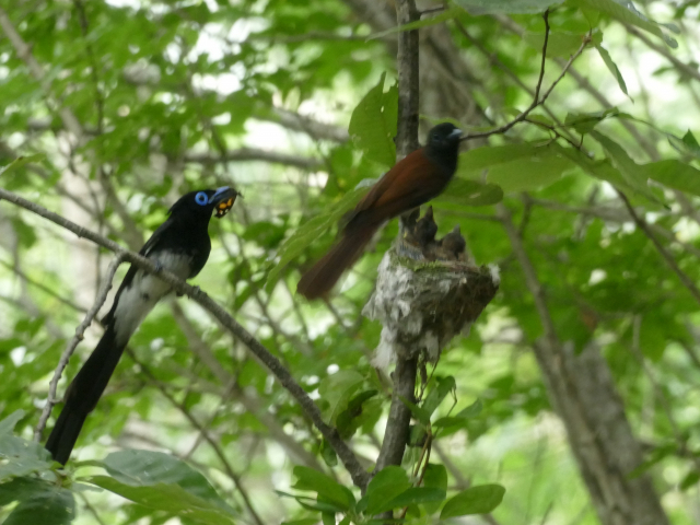 울산 문수산에 나타난 긴꼬리딱새 암수. 수컷 긴꼬리딱새(왼쪽)의 꼬리가 암컷보다 확인히 길다. 울산시 제공
