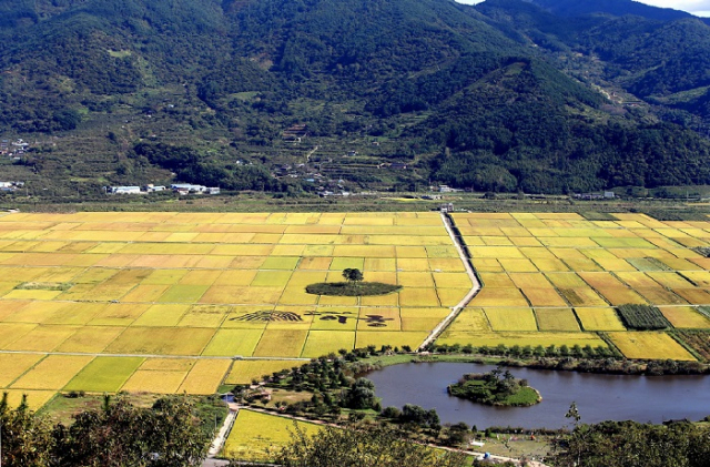 농림수산식품교육문화정보원(농정원)은 포스트 코로나 시대의 환경변화에 대비해 경영혁신 과제를 맡게 될 ‘미래발전위원회’를 구성했다고 밝혔다. 사진은 벼 수확을 앞두고 있는 경남 하동군 악양면 평사리 들녘. 부산일보 DB