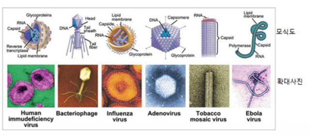 몇 종의 바이러스 모식도와 현미경으로 본 확대 사진. 사진제공 이태호 교수