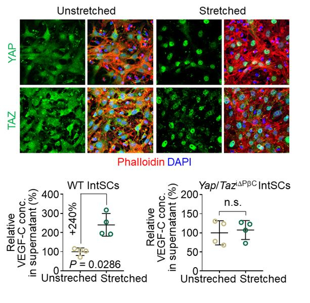그림 3. 소장의 수축·이완 운동 변화에 따른 VEGF-C 생성 조절 융모 내 기질세포에 소장의 수축·이완운동과 유사한 물리적 자극을 준 결과, 얍/태즈(YAP/TAZ)(초록색)가 기질세포 핵으로 이동하여 활성화됨에 따라 베지에프-C(VEGF-C) 생성이 조절됨을 확인하였다. 기초과학연구원 제공