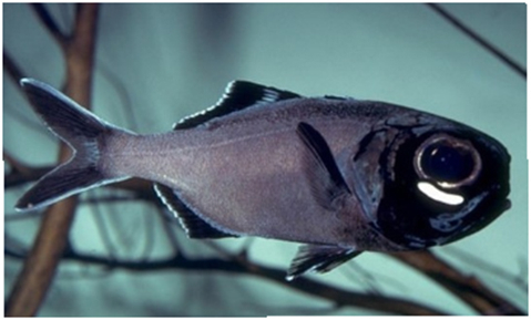 눈밑의 빛은 미생물에 의한 것. 이태호 교수 제공