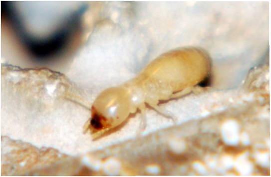 이태호 교수 제공