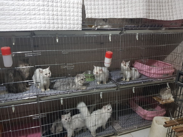 올 2월 부산 수영구 불법 고양이 사육장에서 구조된 고양이들. 대부분 고양이는 심각한 저체중과 영양불균형, 피부염 등에 시달린 상태였다. 동물보호단체 라이프(LIFE) 제공