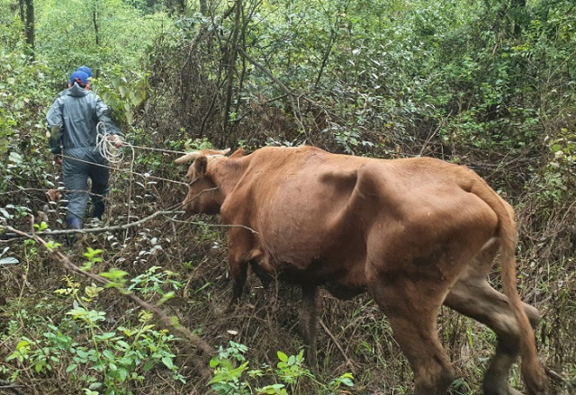 28일 경남 합천군 율곡면 기리 한 물가에서 발견된 소. 이 소는 20여일 전 율곡면 농가에서 키우던 소로 확인됐다. 연합뉴스