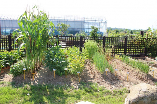 농촌진흥청이 새로 만든 ‘한국 전통 농업 모델’은 견종법을 현대적으로 재해석한 친환경 도시 텃밭이다. 사진은 연구재배지에 만든 도시텃밭 모형. 농진청 제공