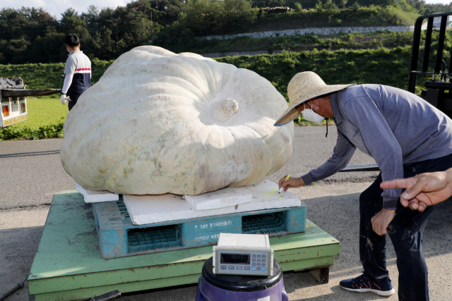 경남 의령에서 수확한 465kg짜리 초대형 슈퍼호박. 의령군 제공