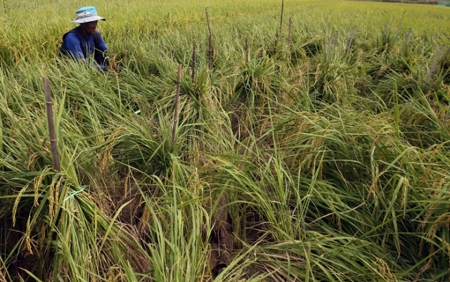 올해 집중호우와 태풍으로 피해를 입은 벼를 정부가 사들인다. 사진은 잇따른 태풍으로 쓰러진 벼. 연합뉴스