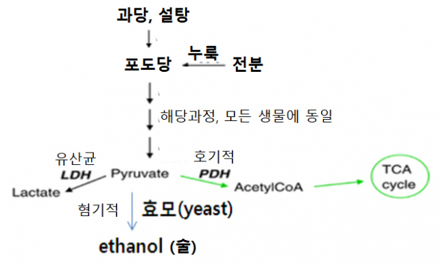 술이 만들어지는 과정. 사진제공 이태호 교수