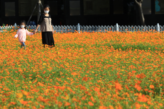 완연한 가을 날씨를 보인 20일 오후 부산 남구 문현동 문현금융단지에 한국주택금융공사가 지역 주민들을 위해 ‘보금자리 꽃밭’을 조성해 시민들이 활짝 핀 코스모스 꽃밭을 거닐고 있다. 김경현 기자 view@