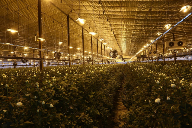 농촌진흥청 국립원예특작과학원은 환경부 국립생물자원관과 바이오기업, 재배 농가, 한국바이오협회 등이 참여한 가운데 2일 서울 aT센터에서 나고야의정서에 대응해 ‘생물 소재 국산화 촉진을 위한 업무협약’을 체결한다고 1일 밝혔다. 사진은 농진청의 시험 작물 재배단지.