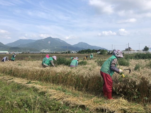 국산 밀과 콩에 대한 아이디어를 공모한 결과, ‘슬로건’ 부문 대상은 오수진씨의 ‘우리 밀, 우리 콩, 우리 몸이 먼저 압니다’가, ‘간편 레시피’ 부문 대상은 임효원씨의 ‘콩닭콩닭’이 차지했다. 사진은 경남 사천시 농민들이 유휴농지에 심었던 우리 밀을 수확하는 모습. 부산일보 DB