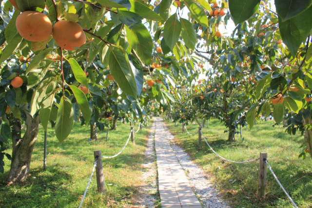 창원시가 농림축산식품부의 과실전문 생산단지 기반조성 지원 공모사업에 3년 연속 선정됐다. 창원시 제공