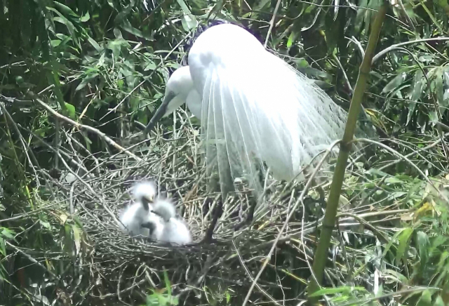 태화강철새공원에서 부화한 새끼 중백로. 울산시 제공
