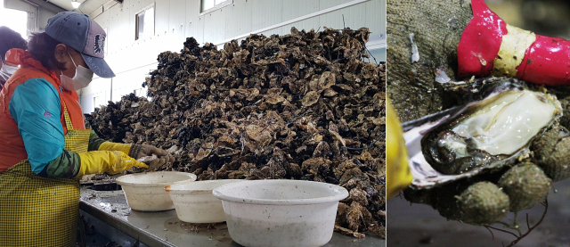 국내 최대 굴 산지인 통영과 고성 일대에는 굴 껍데기를 제거해 알굴을 생산하는 작업장(박신장)이 300여 곳에 이른다. 부산일보 DB