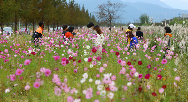 코스모스가 활짝 핀 부산 삼락생태공원의 최근 모습. 부산일보DB