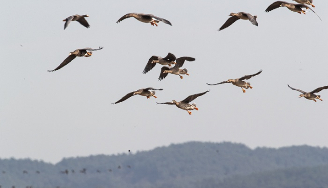 천안의 야생조류 분변에서 고병원성 조류인플루엔자(AI)가 채취돼 올 겨울 닭오리 등 사육농가에서 AI가 발생하지 않을까 정부가 촉각을 기울이고 있다. 지난 15일 충남 서산시 천수만 들녘의 가을걷이가 끝난 논에 겨울 철새인 쇠기러기들이 북녘에서 날아오고 있다. 연합뉴스