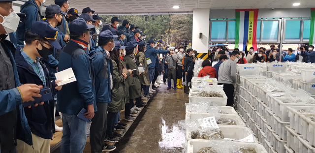 지난 22일 열린 2020년 생굴 초매식. 김민진 기자