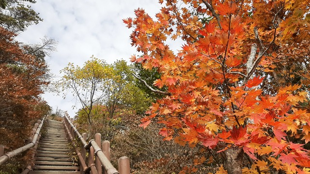 지리산 천왕봉 탐방로 주변을 장식하고 있는 단풍. 지리산국립공원 경남사무소 제공