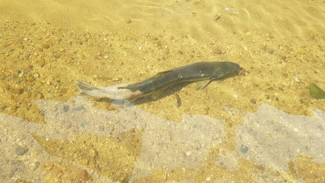25일 오전 부산 도시철도 1호선 온천장역 2번출구 인근 온천천 상류지점에서 발견된 연어. 수영강사람들 제공