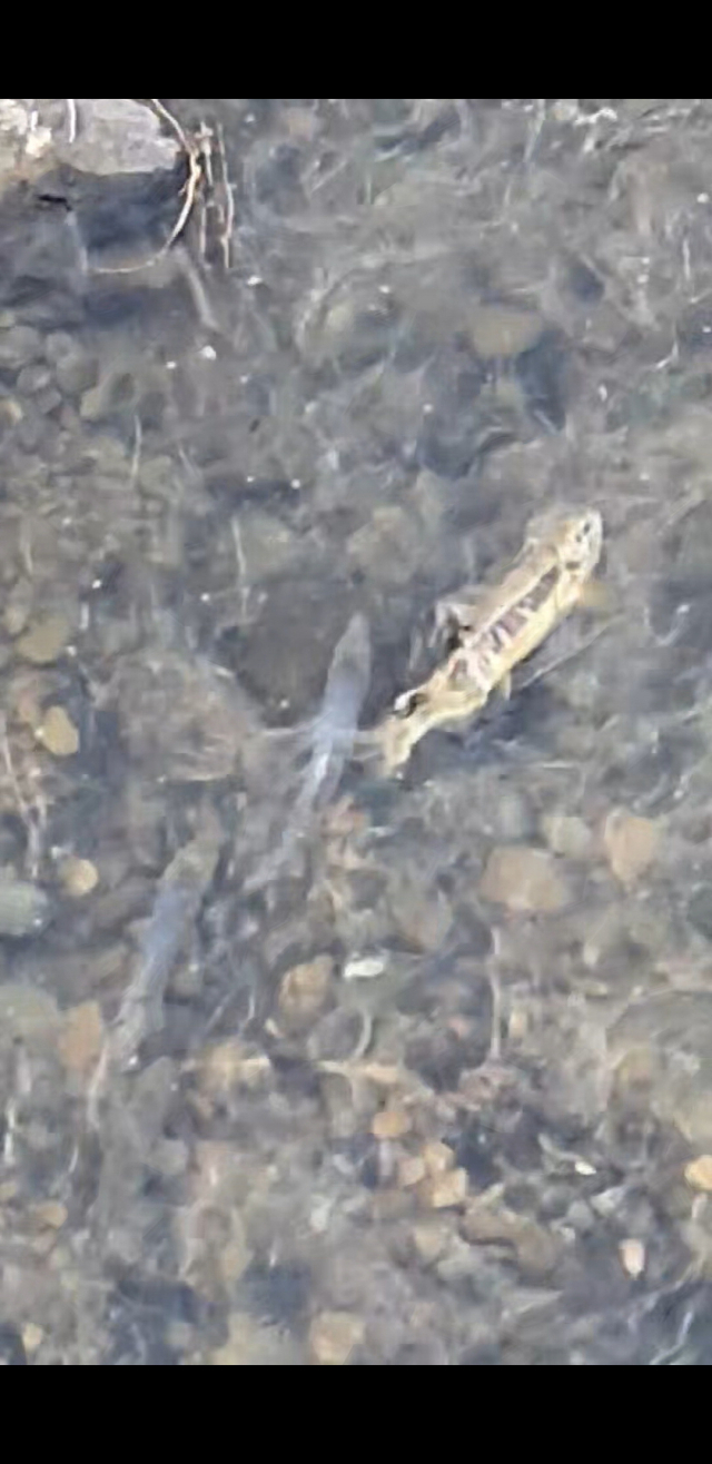 지난 25일 경남 밀양시 예림교 일대 밀양강을 거슬러 오르는 연어. 한국강살리기네트워크 제공