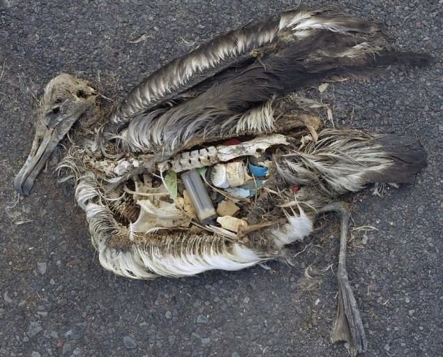 북태평양 미드웨이섬의 앨버트로스 바닷새가 떼죽음을 당한 일이 있었는데, 원인은 사람이 버린 플라스틱 쓰레기 때문이었다. 온라인 커뮤니티에 올라온 이 사진은 해양 플라스틱 문제를 얘기할 때 많이 다뤄지는 사진이다. 부산일보DB