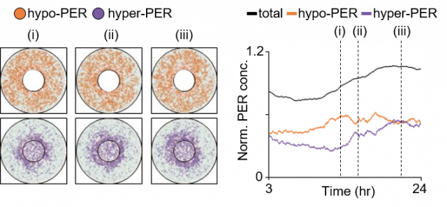 시공간적 확률론적 수리모형을 통해서 시뮬레이션 된 세포 내 불순물들이 과도하게 많은 세포에서의 시간에 따른 PER 단백질의 움직임(좌)과 PER 단백질의 양(우). 세포 내 불순물 때문에 세포질 혼잡 현상이 발생한다(어두운 배경). 이로 인해 PER 단백질의 움직임이 방해를 받아 핵 주위로 인산화가 완료되지 않은 PER 단백질(주황색)은 충분히 응축되지 못한다(i). 그 결과, PER 단백질들의 인산화가 함께 일어나지 못해 세포핵 안으로 PER 단백질이 들어가는 시간이 불규칙해진다(ii 그리고 iii). 이로 인해 24시간 주기의 PER 리듬이 불안정해진다. KAIST 제공