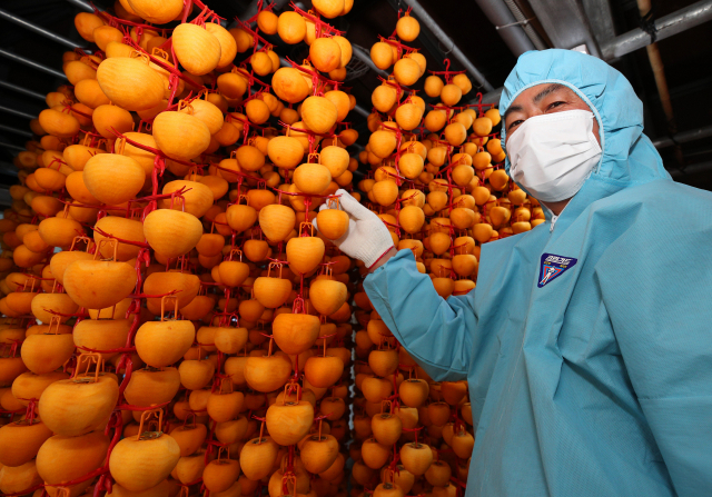 건조하고 쌀쌀한 가을날씨 속 산청군 시천면 큰집농원에서 정충열(51)씨가 곶감을 말리고 있다. 산청군 제공