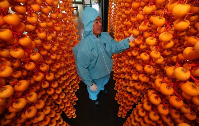 건조하고 쌀쌀한 가을날씨 속 산청군 시천면 큰집농원에서 정충열(51)씨가 곶감을 말리고 있다. 산청군 제공