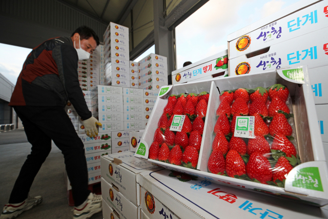 최근 준공된 산청 신등농산물종합집하장에서 지역산 딸기를 상차하고 있다. 산청군 제공