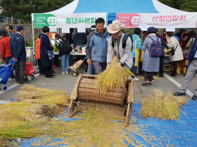 산청 차황면 일대 친환경 벼를 옛 탈곡기로 체험하는 도시 소비자들 모습. 산청군 제공