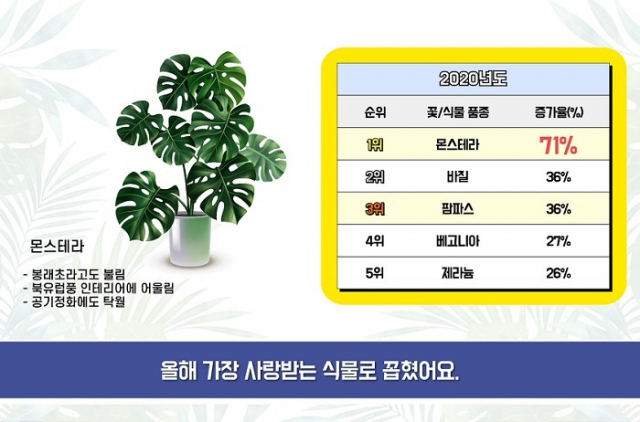 코로나19 발생 이후 실내공간에서 지내는 경우가 많아지면서 꽃 관련 온라인 관심도가 증가했으며 화훼 소비 트렌드도 변화되고 있는 것으로 나타났다. 사진은 올해 많은 관심을 가진 화훼류. 농정원 제공