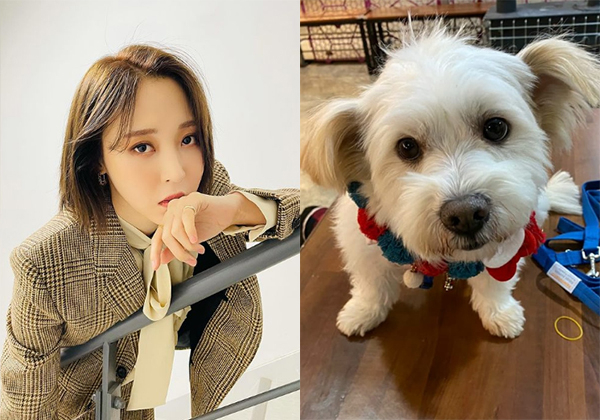 문별·경기도 포천시 유기견입양카페 인스타그램