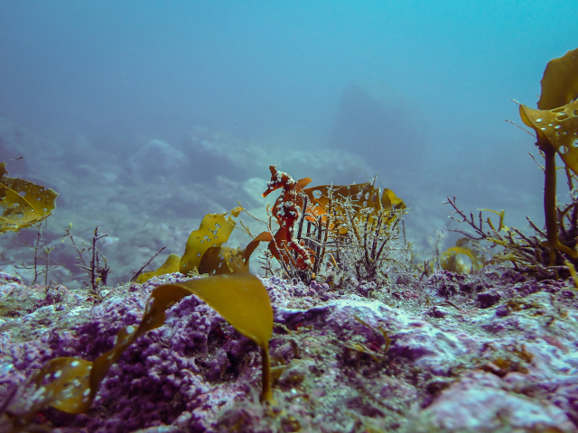 독도 혹돔굴 주변에서 발견 된 해마. KIOST 제공