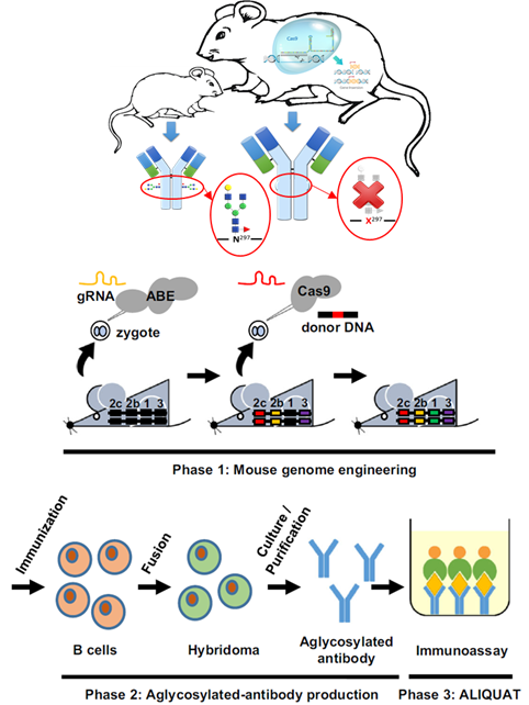 유전자가위기술을 이용한 무당쇄항체 생산용 마우스 제작 및 종양 마커의 정량을 위한 무당쇄항체-렉틴 결합 면역분석법(ALIQUAT) 개발. 한국생명공학연구원 제공