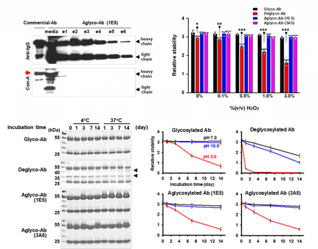 단일클론 무당쇄항체의 무당쇄 상태(왼쪽 위)와 체외진단적용을 위한 산화스트레스(오른쪽 위), 온도 및 시간(왼쪽 아래), pH (오른쪽 아래) 조건하에서의 안정성 검증. 한국생명공학연구원 제공