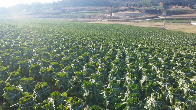 겨울 배추는 한파 피해를 막기 위해 배추 속이 얼지 않도록 끈으로 묶어야 한다. 농진청 제공