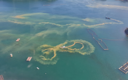 2019년 적조 방제 현장. 부산일보 DB