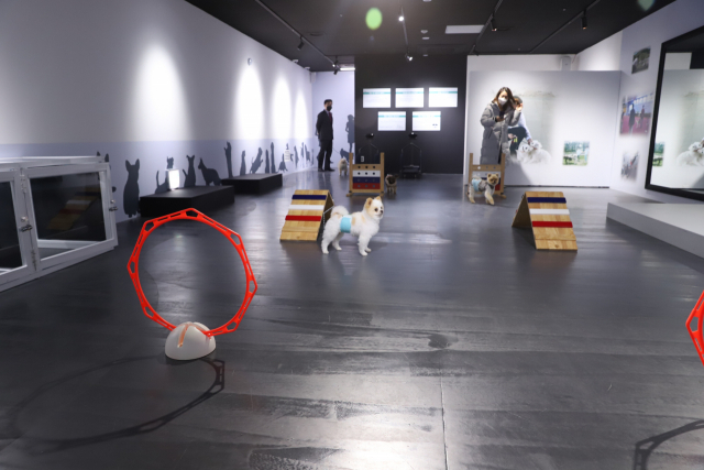 호텔 내 위치한 반려견 유치원.