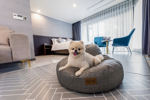 반려견 동반 객실 스위트룸.