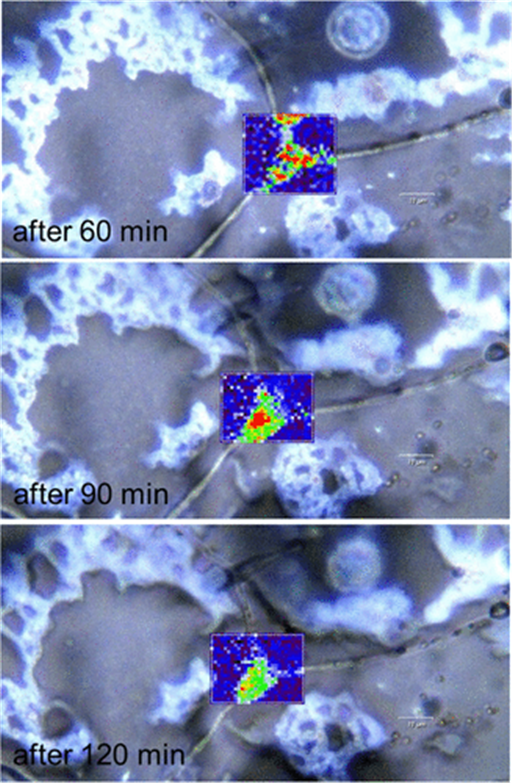 얼음 내에서 일어나는 크롬 독성 제거 과정. 라만 분광기로 관찰된 얼음 결정들 사이, 얼지 않은 영역에서 일어나는 화학반응. 독성이 높은 6가 크롬(붉은색)이 농축됐다가 시간이 지나면서 감소(연두색)하는 것으로 확인되었다. 극지연구소 제공