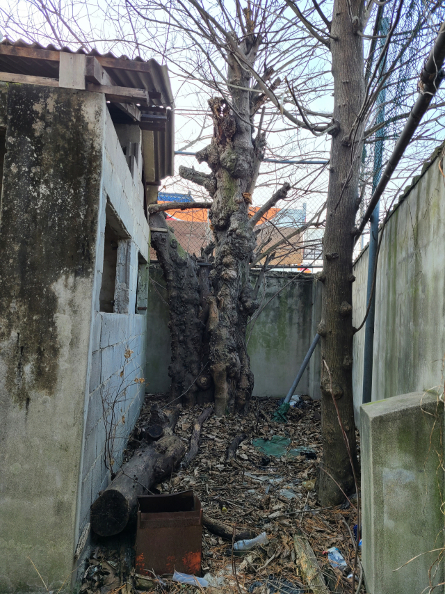 진주시 상대동 진주기공고 운동장에 있던 국내 최대급 닥나무의 발견 당시 모습. 산림소재바이오연구소 제공