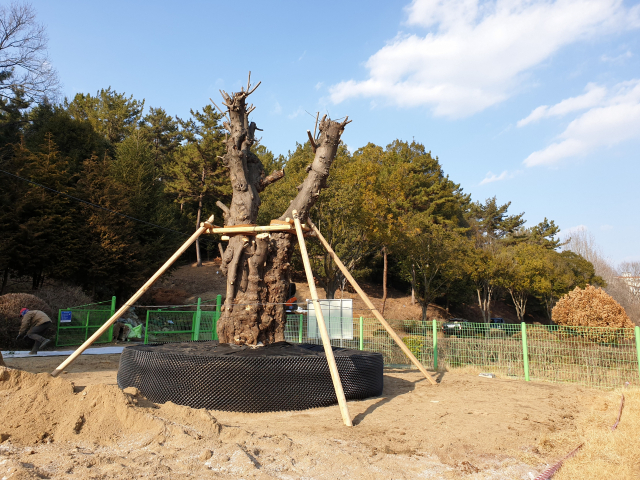 진주시 가좌동 산림과학원 산림바이오소재연구소 시험림에 이식된 국내 최대 닥나무 모습. 산림바이오연구소 제공
