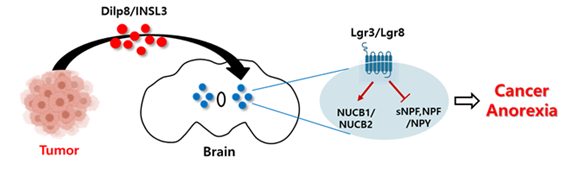 암 발생에 의한 섭식장애 발병 기전 모델. 생명공학연구원 제공