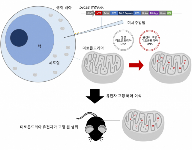 DdCBE 미세주입법을 이용한 미토콘드리아 DNA 교정 생쥐 제작. 생쥐 배아의 세포질에 DdCBE 전령 RNA를 미세주입해 유전자가 교정된 배아를 제작했다. 미토콘드리아 내로 도입된 DdCBE는 미토콘드리아 DNA에 결합해 목표 부위의 시토신(C)을 티민(T)으로 치환한다. 이어 유전자 교정이 된 배아를 대리모에게 이식해 유전자가 교정된 생쥐를 제작하는데 성공했다. IBS 제공