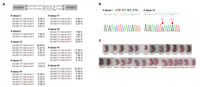 DdCBE를 이용한 미토콘드리아 DNA 교정 생쥐 제작. 세포의 에너지 대사에 관여하는 ND5라는 미토콘드리아 DNA에 DdCBE를 이용해 시토신(C)을 티민(T)으로 교정했다. 그 결과 ND5에 종결코돈이 만들어진 미토콘드리아 DNA 교정 생쥐가 태어났다. IBS 제공